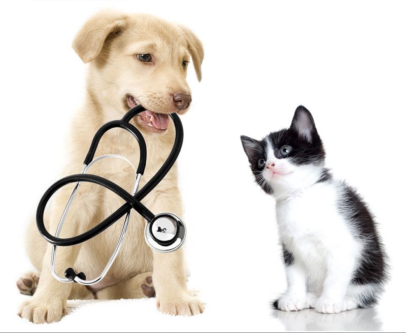 urgenza veterinario urgenza veterinario